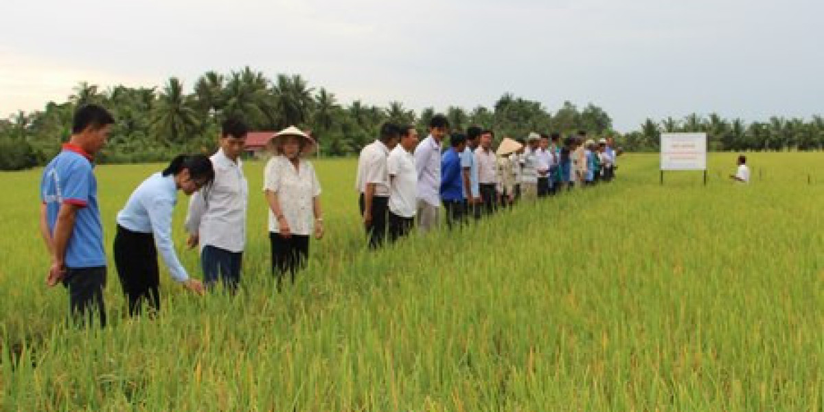 Mật độ gieo sạ vẫn còn ở mức khá cao