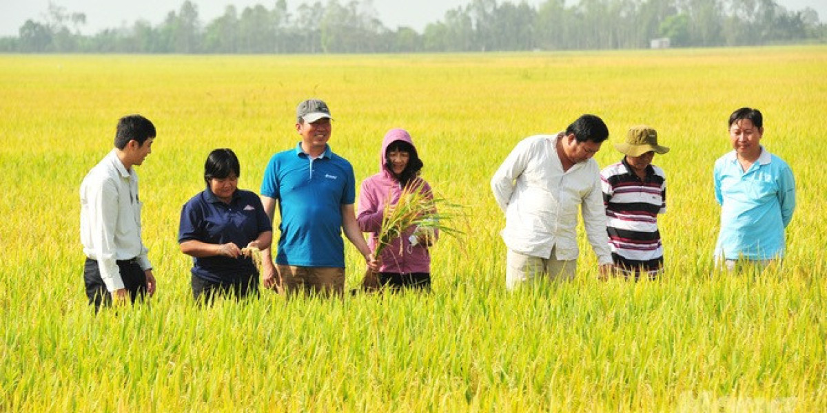 ĐBSCL: Tăng tốc triển khai Đề án 1 triệu ha lúa chất lượng cao