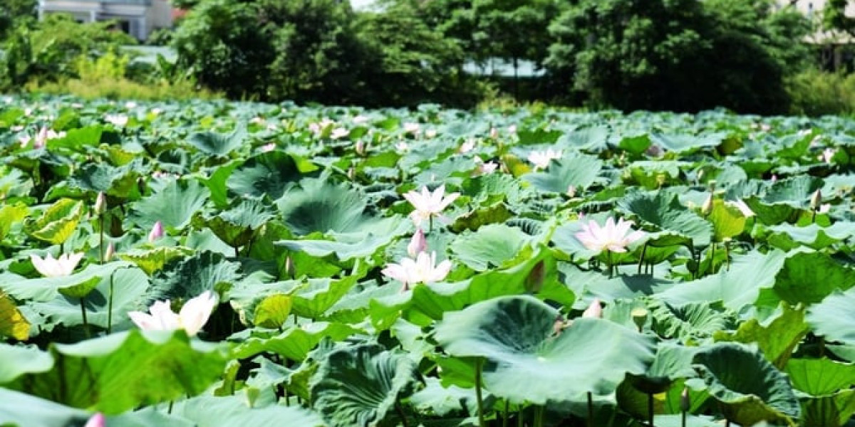 Đưa giống sen mới về Thành Sen