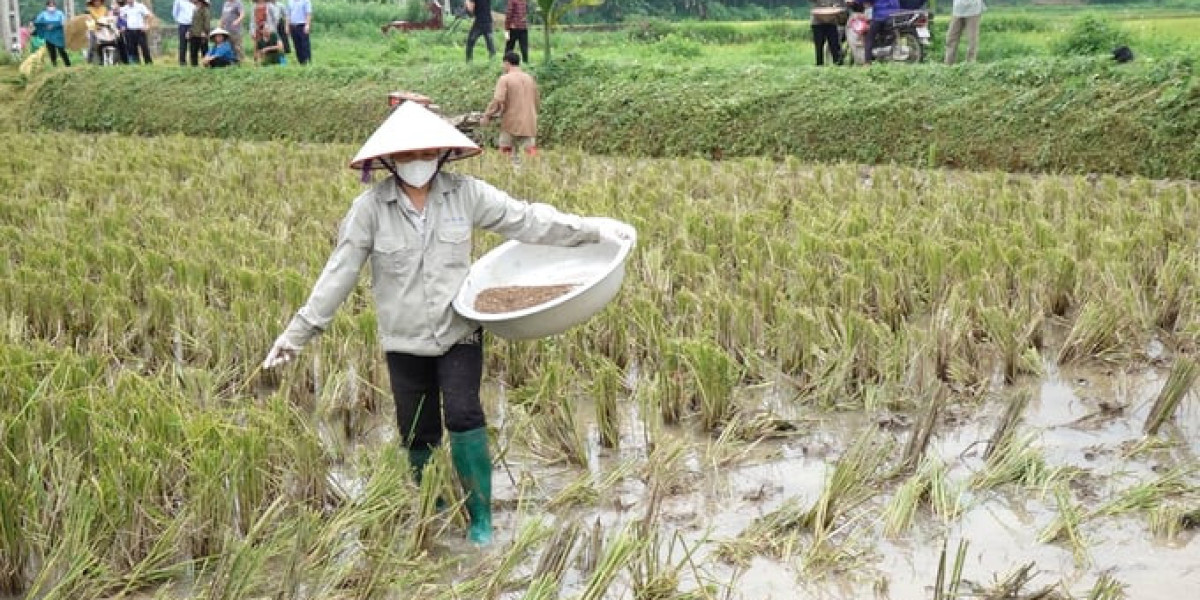 Chế phẩm sinh học biến rơm rạ thành 'thức ăn' cho cây trồng