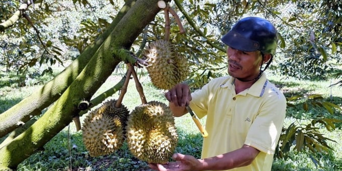 Sầu riêng Khánh Sơn được mùa, giá cao, nông dân lãi tiền tỷ