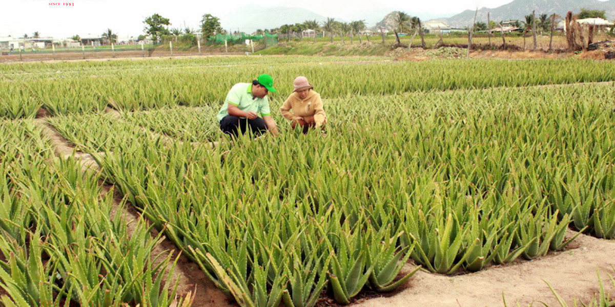 Chực chờ 'bom nổ chậm' khi săn đất nông nghiệp đón chu kỳ mới