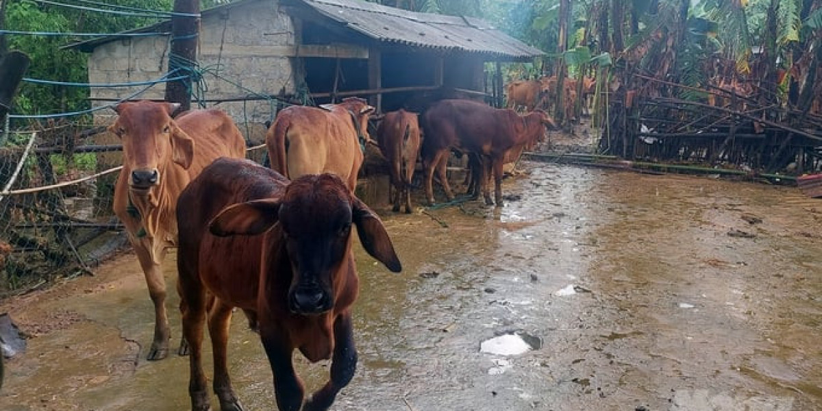 Biện pháp đảm bảo an toàn cho vật nuôi trong mùa mưa lũ