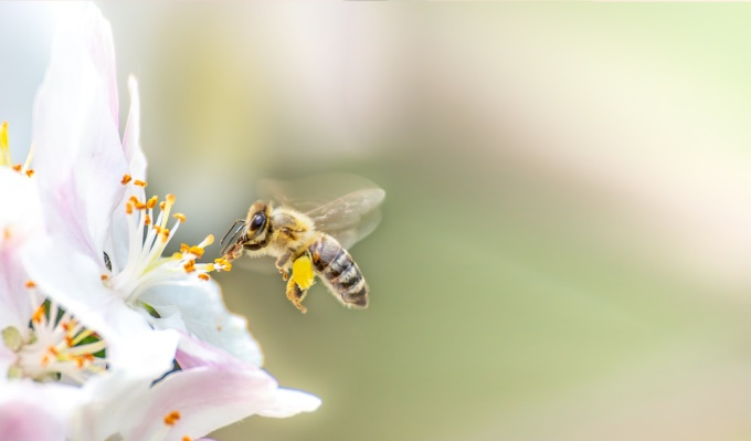 10 điều thú vị về loài ong – Nuôi Ong