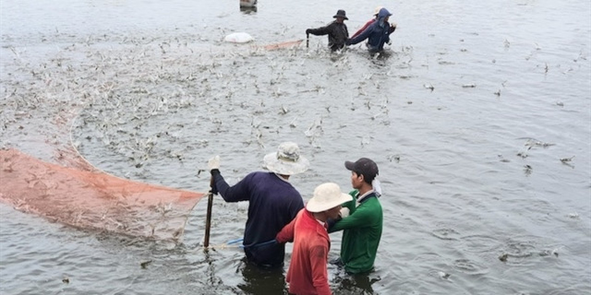 Việt Nam hướng đến xuất khẩu tôm hùm chính ngạch