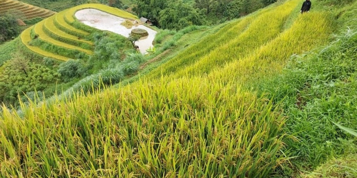 Lại xảy ra mất mùa nặng do mua giống lúa trôi nổi trên mạng xã hội