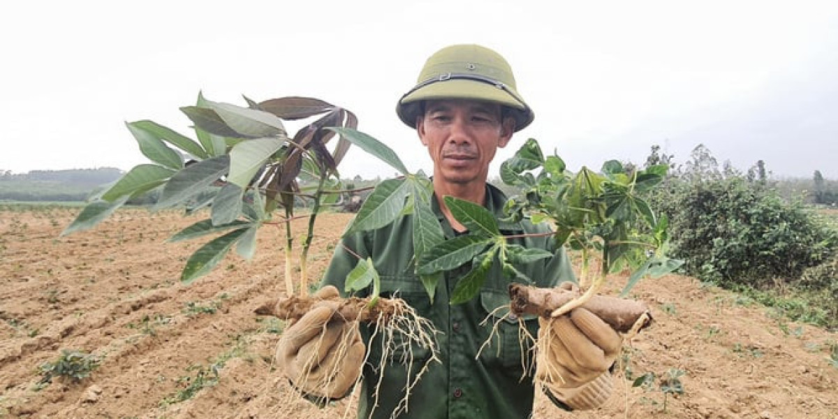 Ban hành quy trình kỹ thuật quản lý tổng hợp bệnh khảm lá sắn