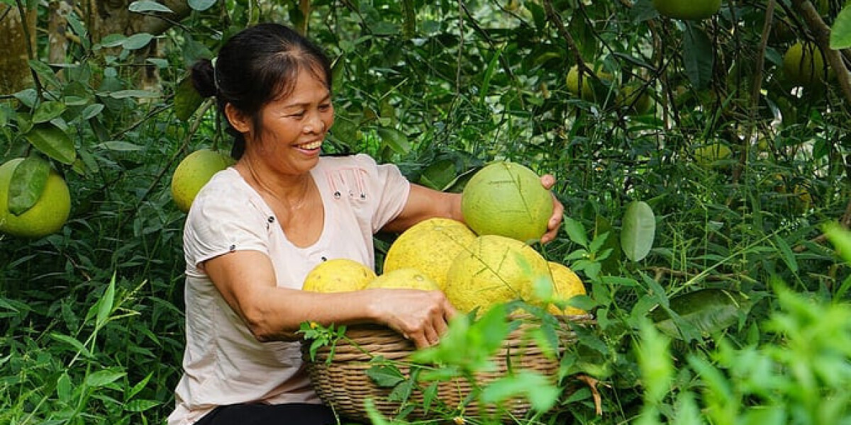 Hàn Quốc chính thức cấp phép nhập khẩu bưởi Việt Nam