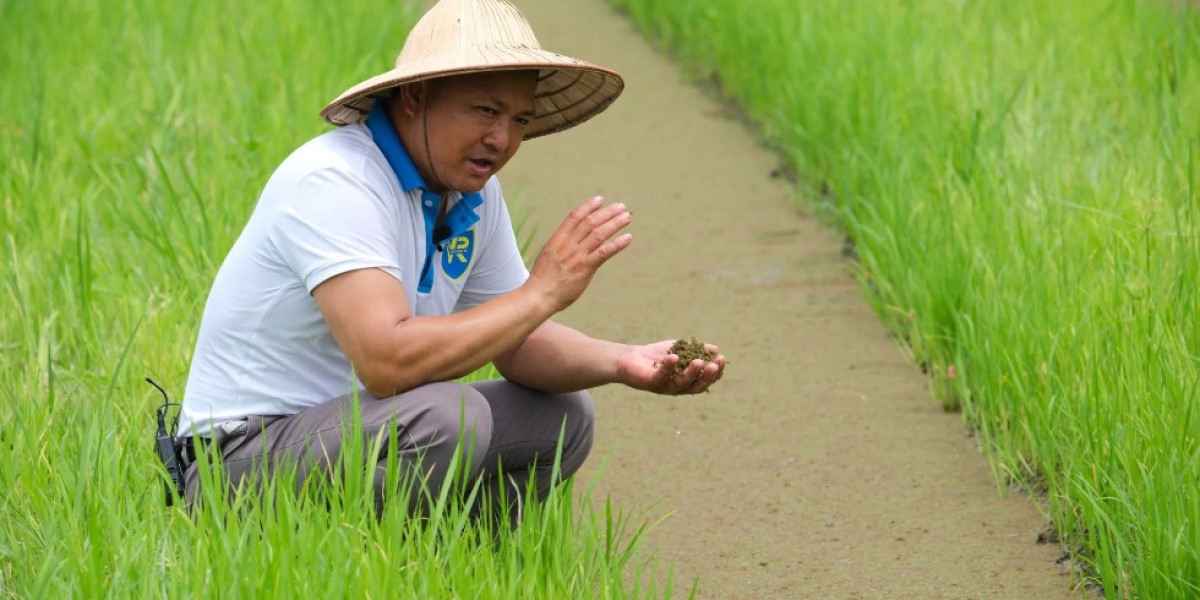 Khởi tạo giá trị mới cho bèo hoa dâu