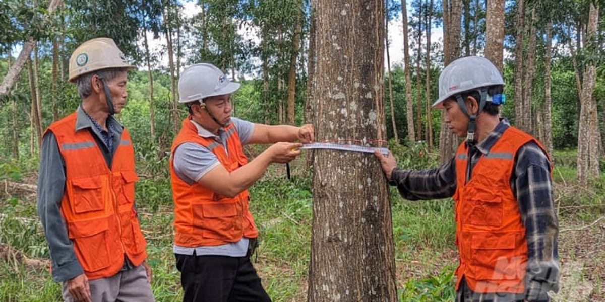 Thách thức trong phát triển rừng gỗ lớn ở Thừa Thiên – Huế