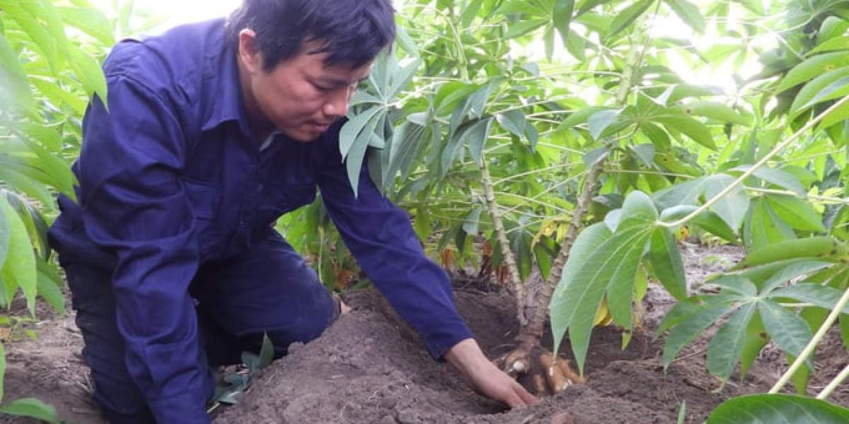 Đưa củ khoai mì vào ẩm thực để 'xuất ngoại'