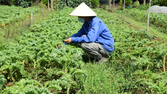 Chàng trai trồng rau hữu cơ theo kiểu ‘không giống ai’