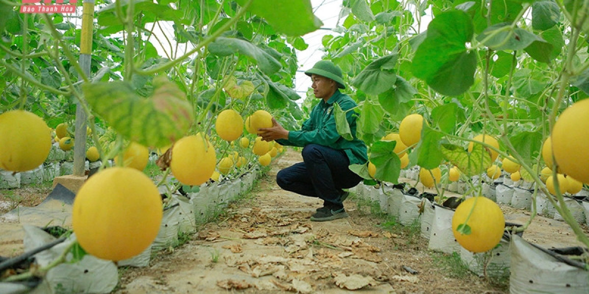 Nâng tầm giá trị nông sản xứ Thanh (Bài 1): Phát triển nông nghiệp chủ lực ứng dụng công nghệ cao, quy mô lớn