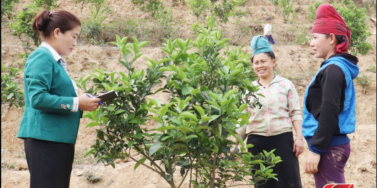 Liên kết phát triển sản xuất nông nghiệp bền vững