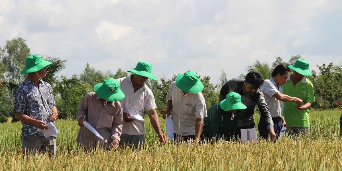 Tân Châu tiếp tục cơ cấu lại ngành nông nghiệp