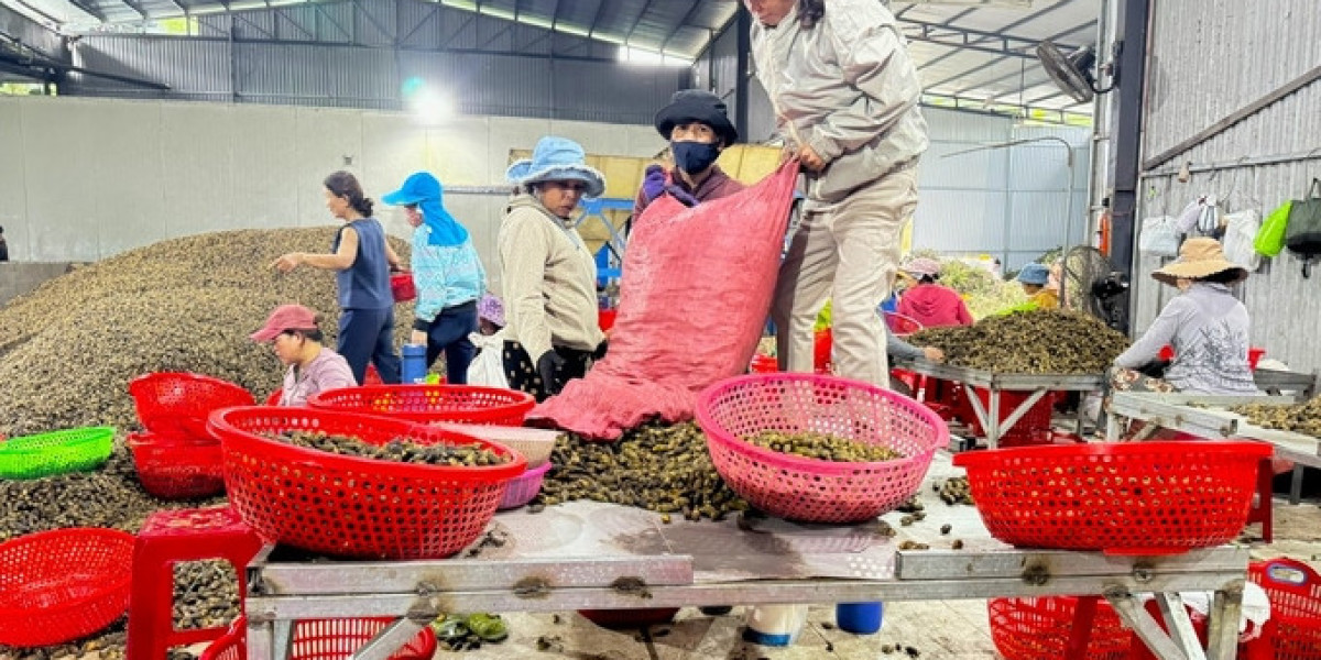 Giá cau tươi tăng đột biến, nông dân lãi lớn