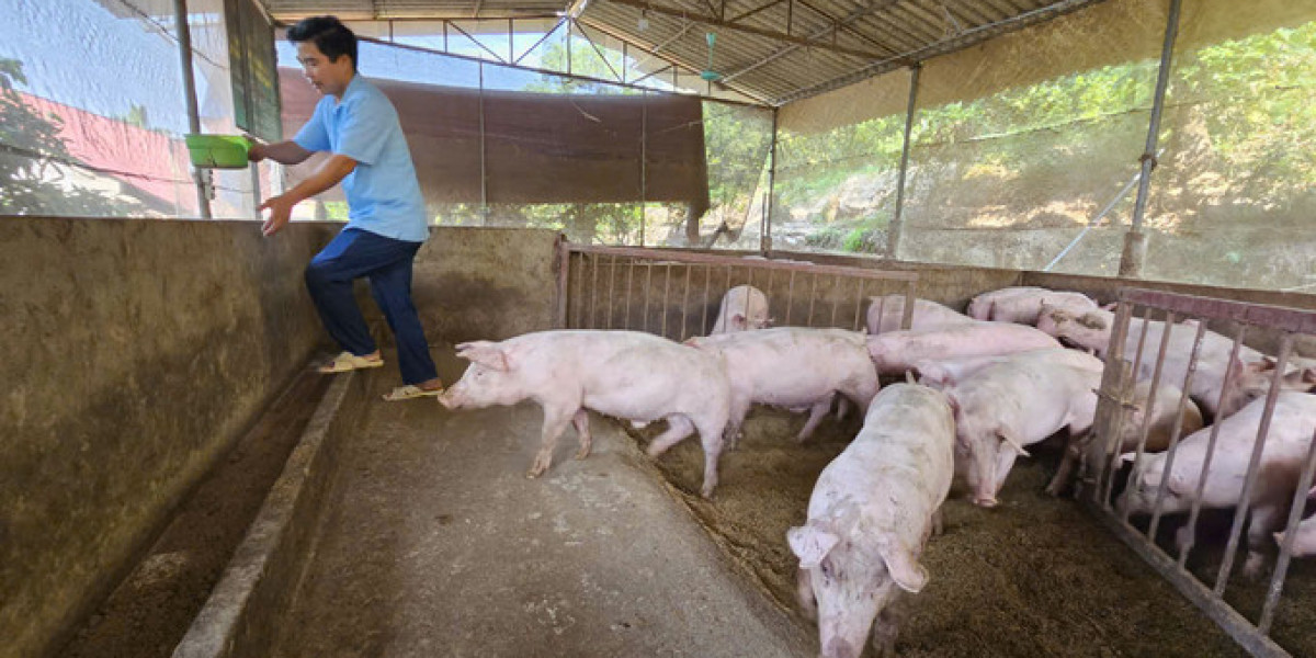 Chăn nuôi Vĩnh Phúc gặp khó ló khôn: [Bài 1] Nuôi lợn chuẩn '5 không' ở Bồ Lý