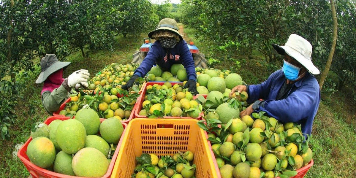 Nông nghiệp hữu cơ, tuần hoàn - Nâng tầm giá trị sản phẩm