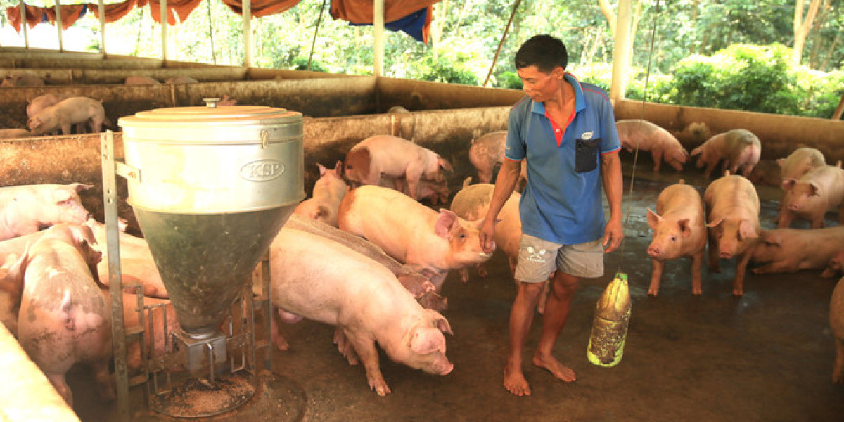 Chăn nuôi heo quy mô trang trại an toàn phát triển mạnh ở Đắk Nông