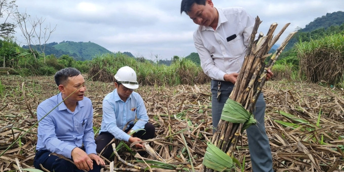 Chăn nuôi Nghệ An vươn tầm từ 'đầu tàu' Tập đoàn TH