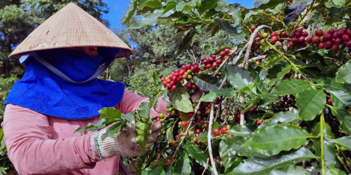 Giá cà phê cao từ đầu vụ, nông dân phấn khởi