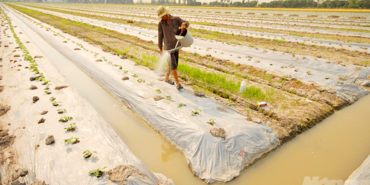 Canh tác giảm phát thải để 'chữa lành' đất lúa