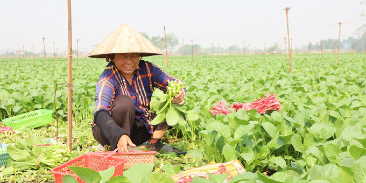 Tăng tốc sản xuất rau vụ đông đáp ứng nhu cầu thị trường