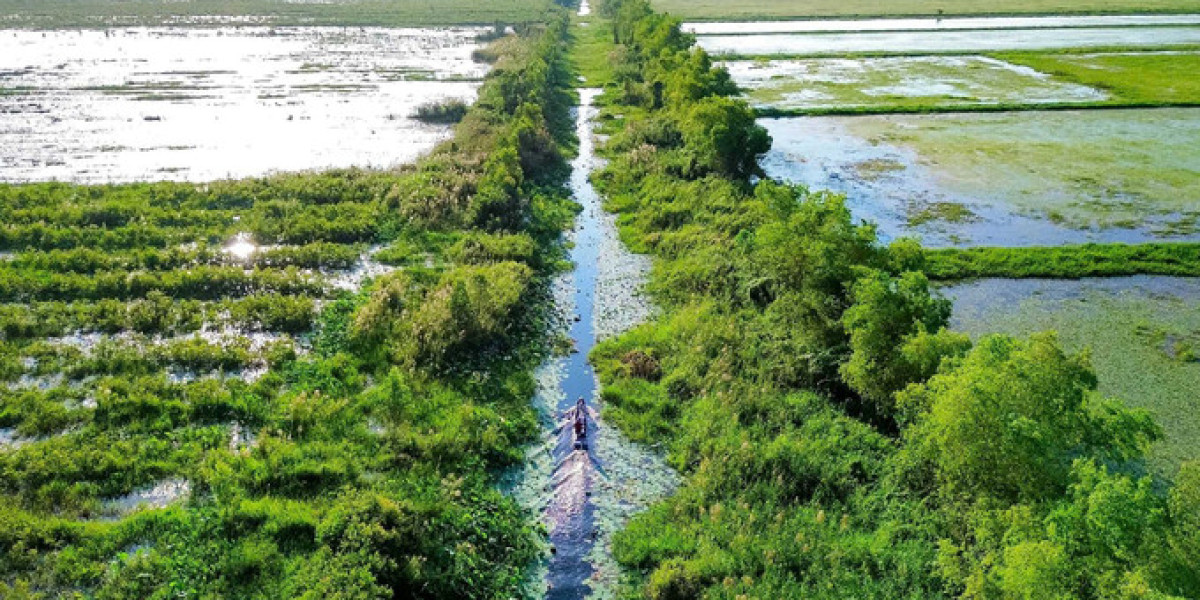 C.P. Việt Nam bàn giao dự án phục hồi 17 ha rừng tràm tỉnh Long An