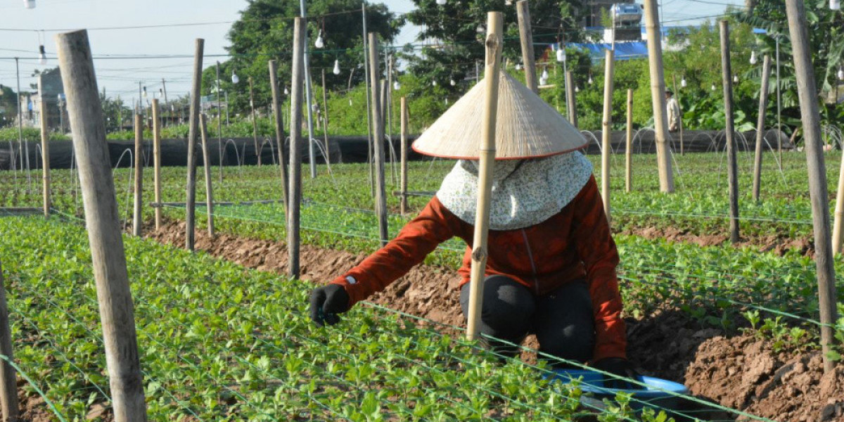 Nam Định: Phát triển ngành nghề nông thôn hướng tới nền nông nghiệp xanh, thân thiện với môi trường