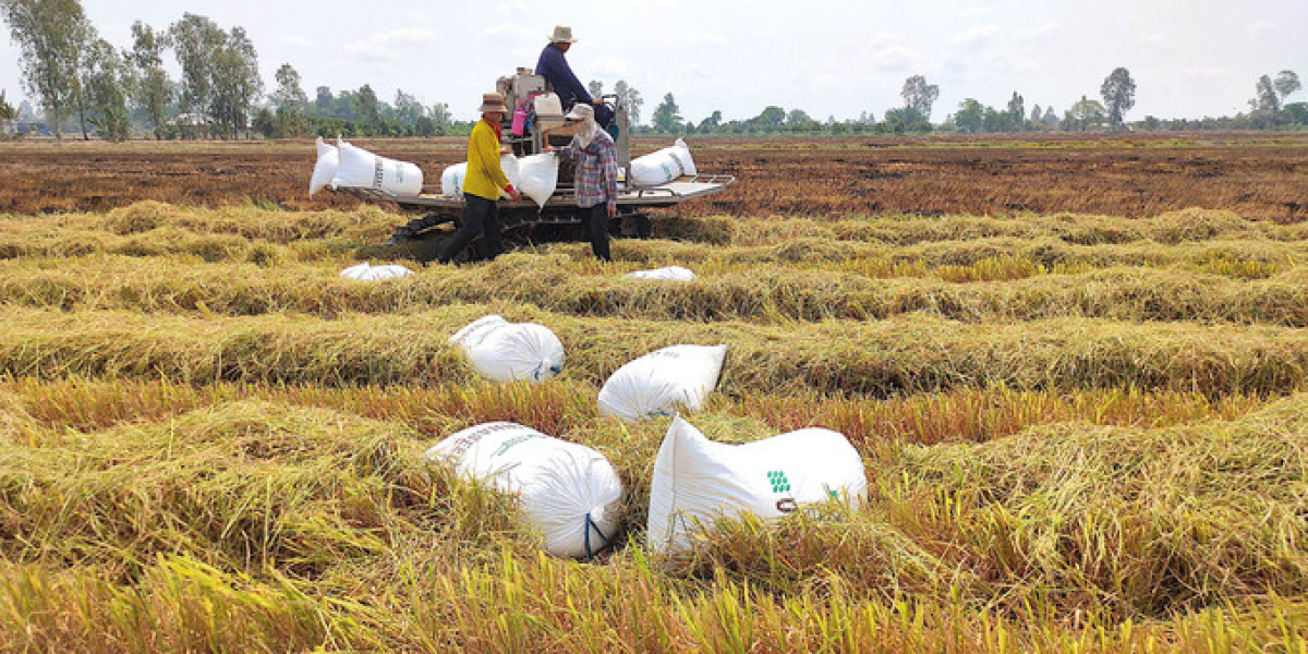 Nâng cao năng lực sản xuất lúa giống cho nông dân ĐBSCL