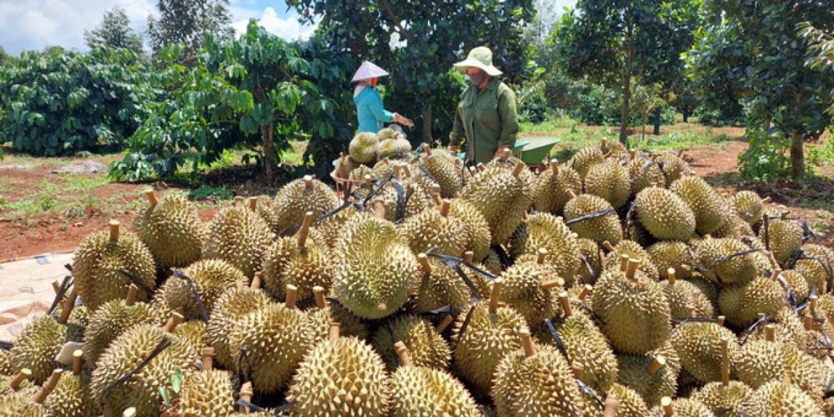 Sử dụng phân bón hữu cơ hướng đến sản xuất sầu riêng bền vững