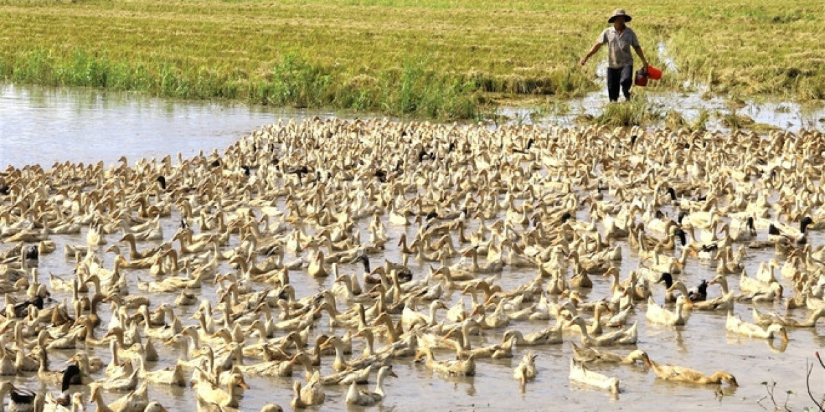 Kiên Giang gặp khó khi tăng đàn heo