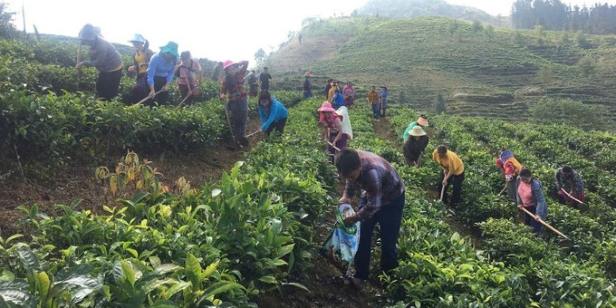 Đào tạo nghề trồng chè cho đồng bào vùng cao