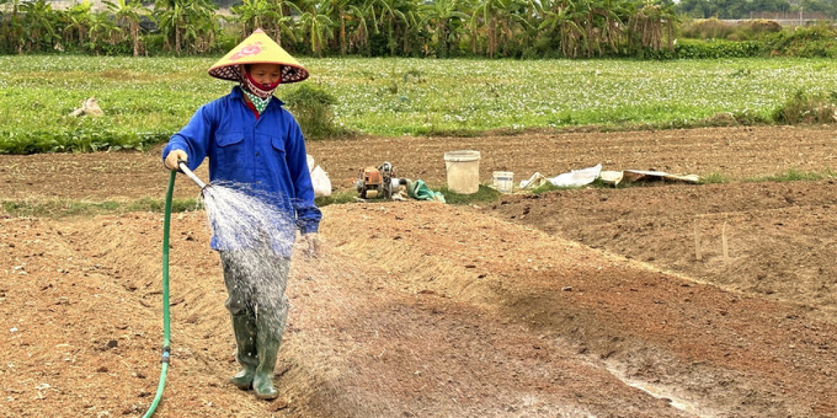 Vựa rau Túc Duyên vượt khó