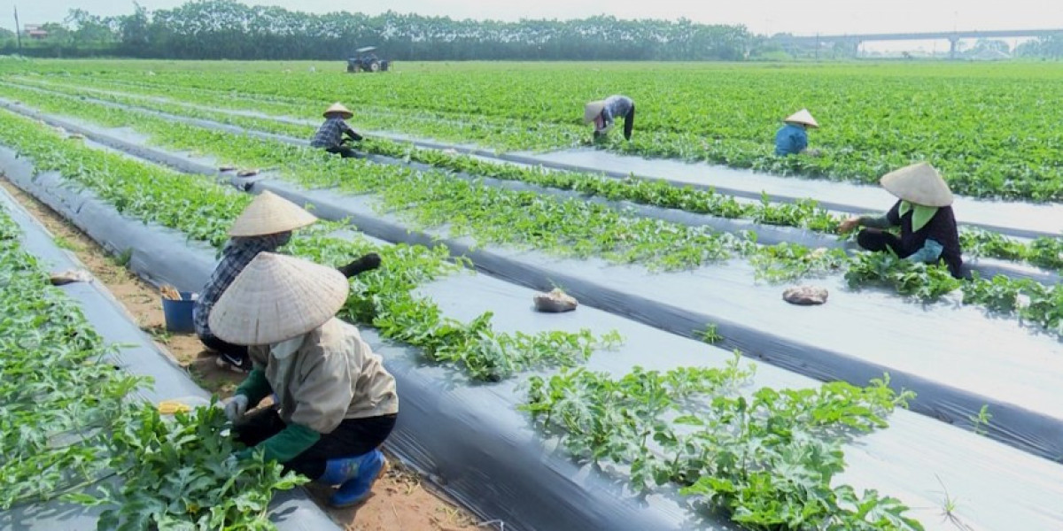 Thái Bình: Lấy kinh tế nông nghiệp là trụ cột để phát triển bền vững