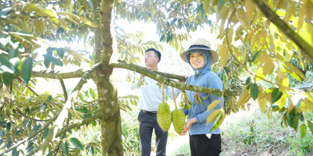 Nông trại đầu tiên ở Đắk Nông xuất khẩu rau sang Singapore