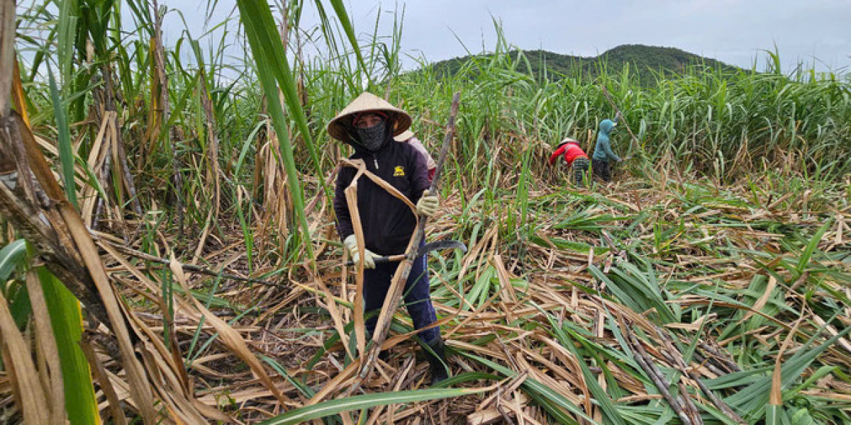 Giá cao, lãi thấp: Người trồng mía buồn!