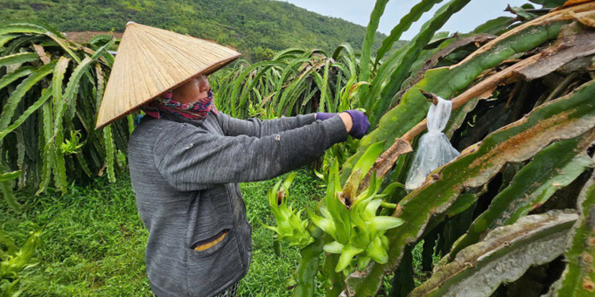 Bình Thuận hướng dẫn nông dân phòng trừ sâu bệnh hại cây trồng