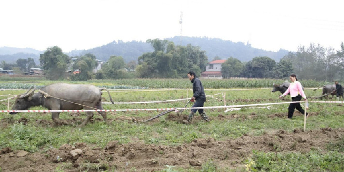 Rét đậm, vùng cao linh hoạt gieo cấy vụ xuân