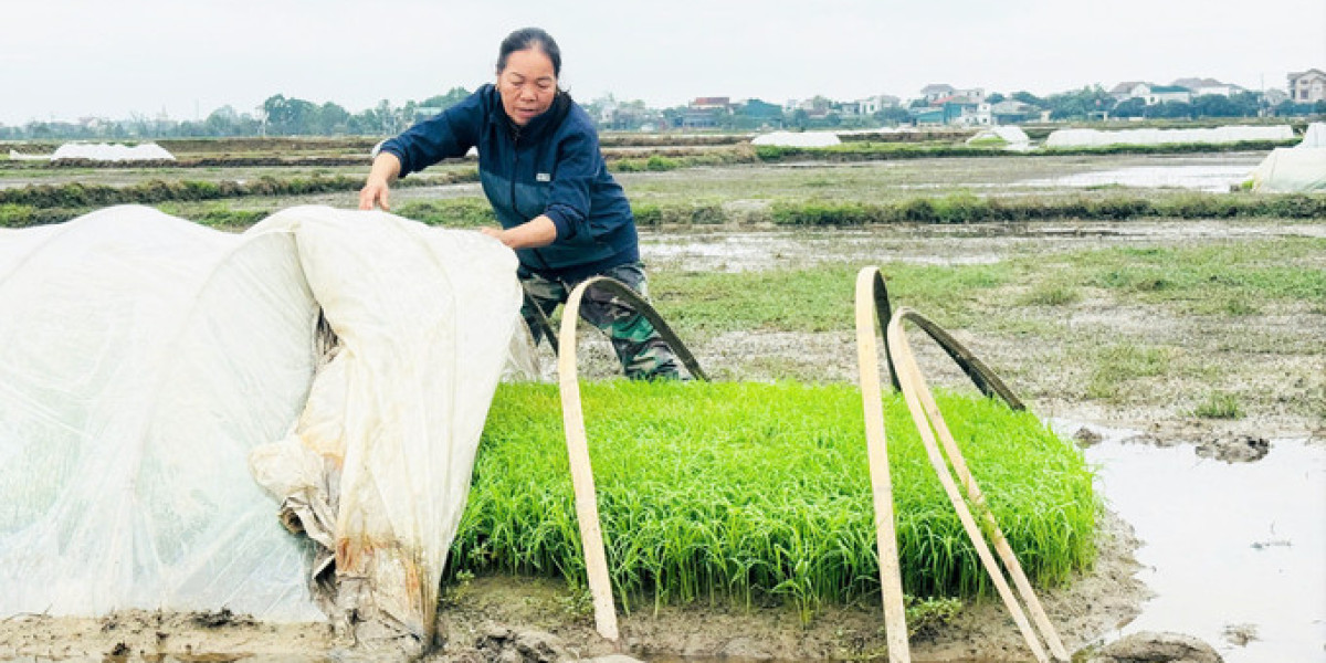 Rét buốt, nông dân vẫn xuống đồng chăm sóc lúa xuân