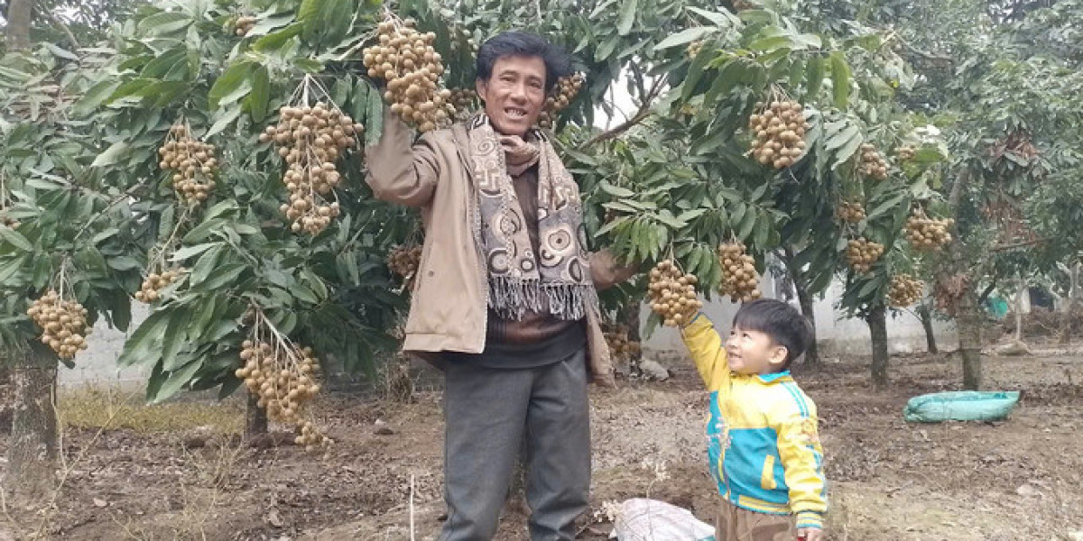 'Phù thủy' điều khiển cây nhãn thu hoạch quả từ tháng Giêng