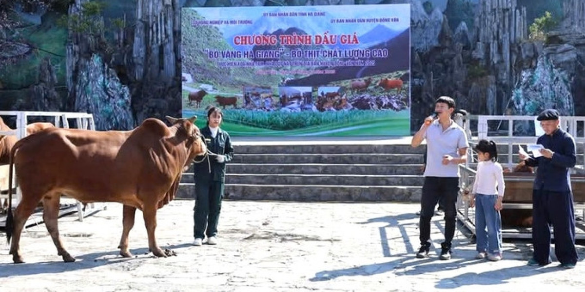 Đấu giá ‘Bò vàng Hà Giang’ - Bò thịt chất lượng cao